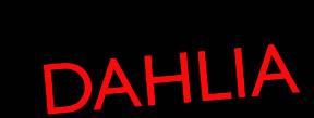 logo Dahlia