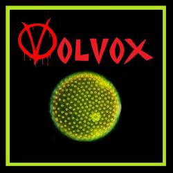 Volvox : Volvox