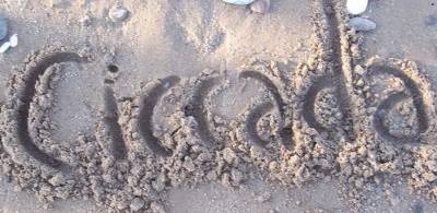 logo Ciccada logo Ciccada