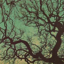 Föllakzoid : Föllakzoid