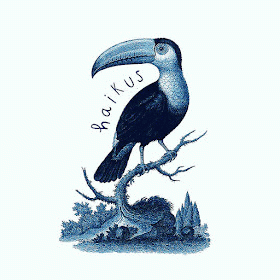 Haikus : Tucán