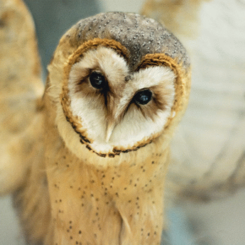 OWL : Owl